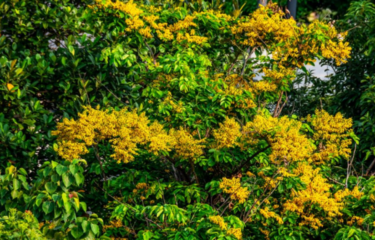 Giáng Hương (Pterocarpus macrocarpus Kurz.)